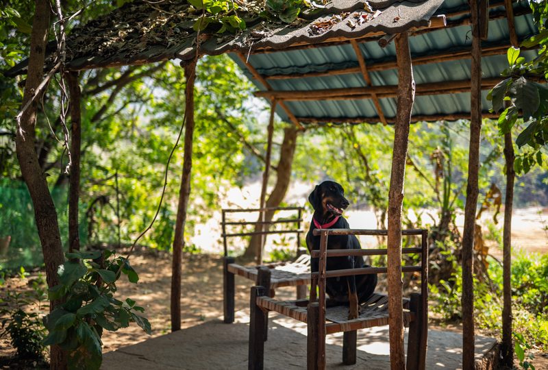 one of the house dogs sitting on a chair under the shade