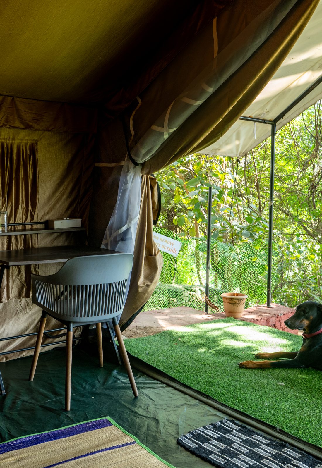 inside a glamping tent, the house dog asleep on the lawn outside