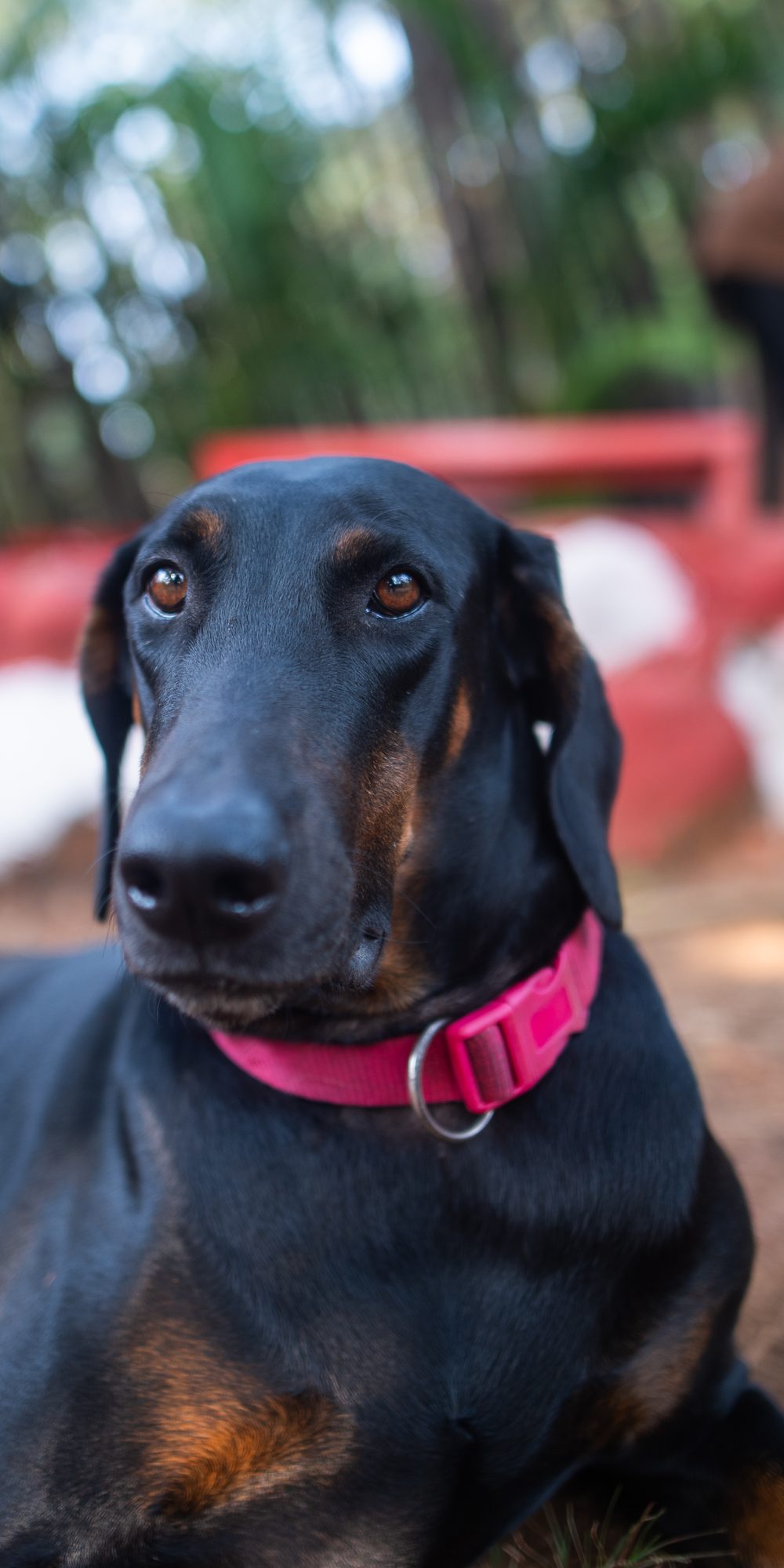 one of the house dogs lying in the shade, pink collar