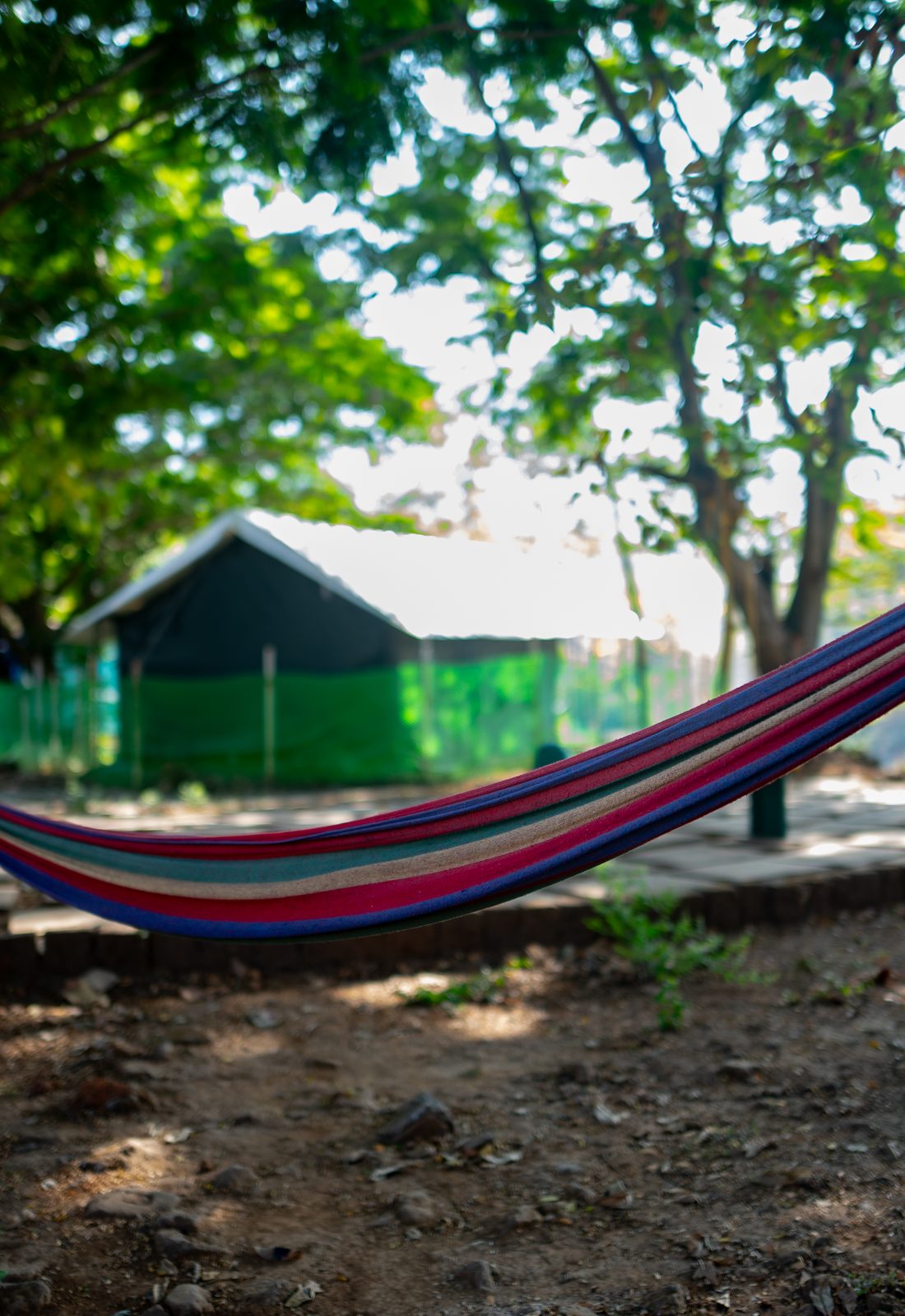 a hammock slung between two trees on the property